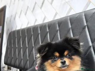 Pomeranian dogs Pomeranian puppies - Advert 18