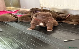 Borador dogs for sale: Gorgeous litter of chocolate Labrador cross pups  - Image 8