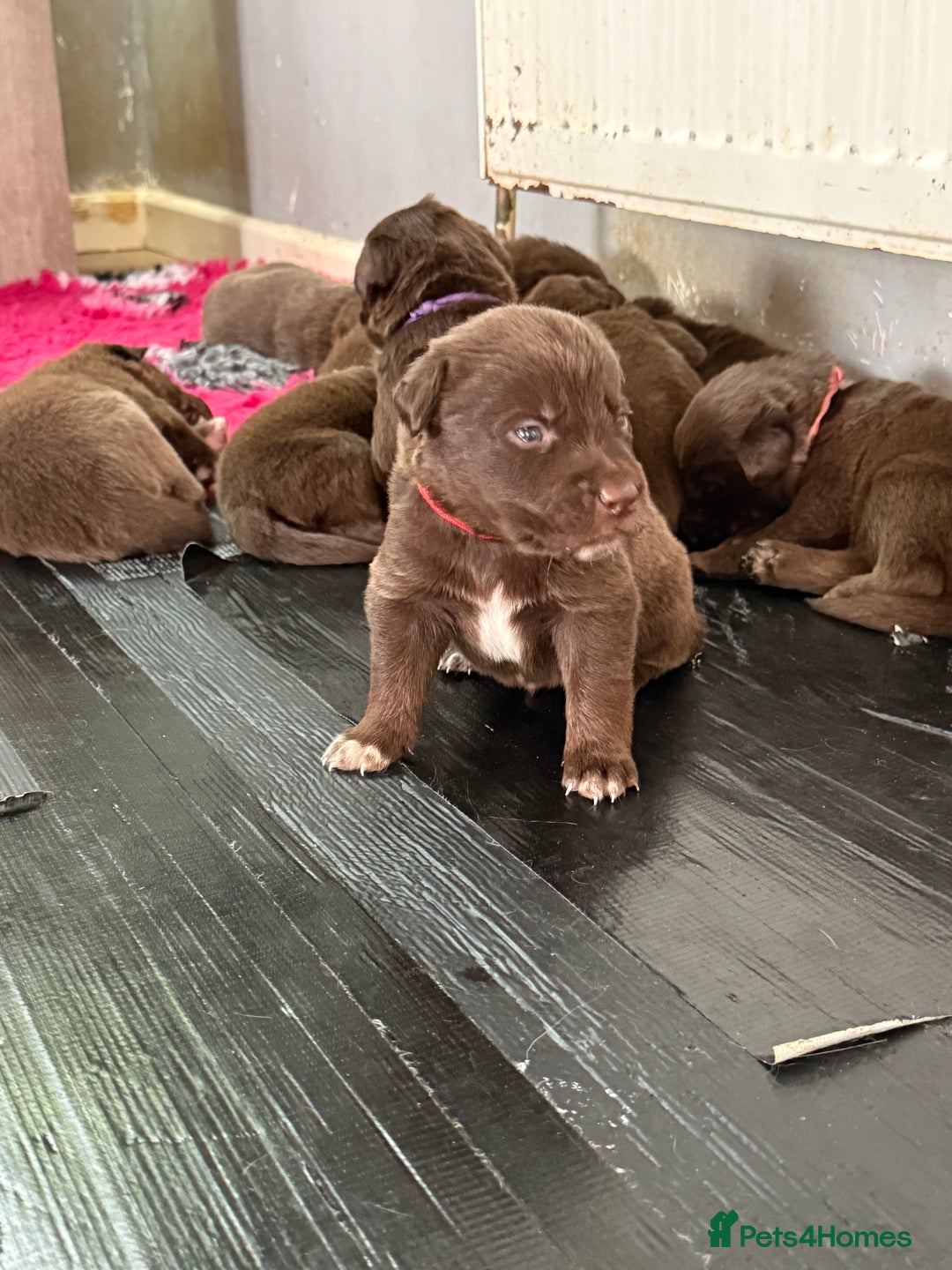 Borador dogs for sale: Gorgeous litter of chocolate Labrador cross pups  - Image 8