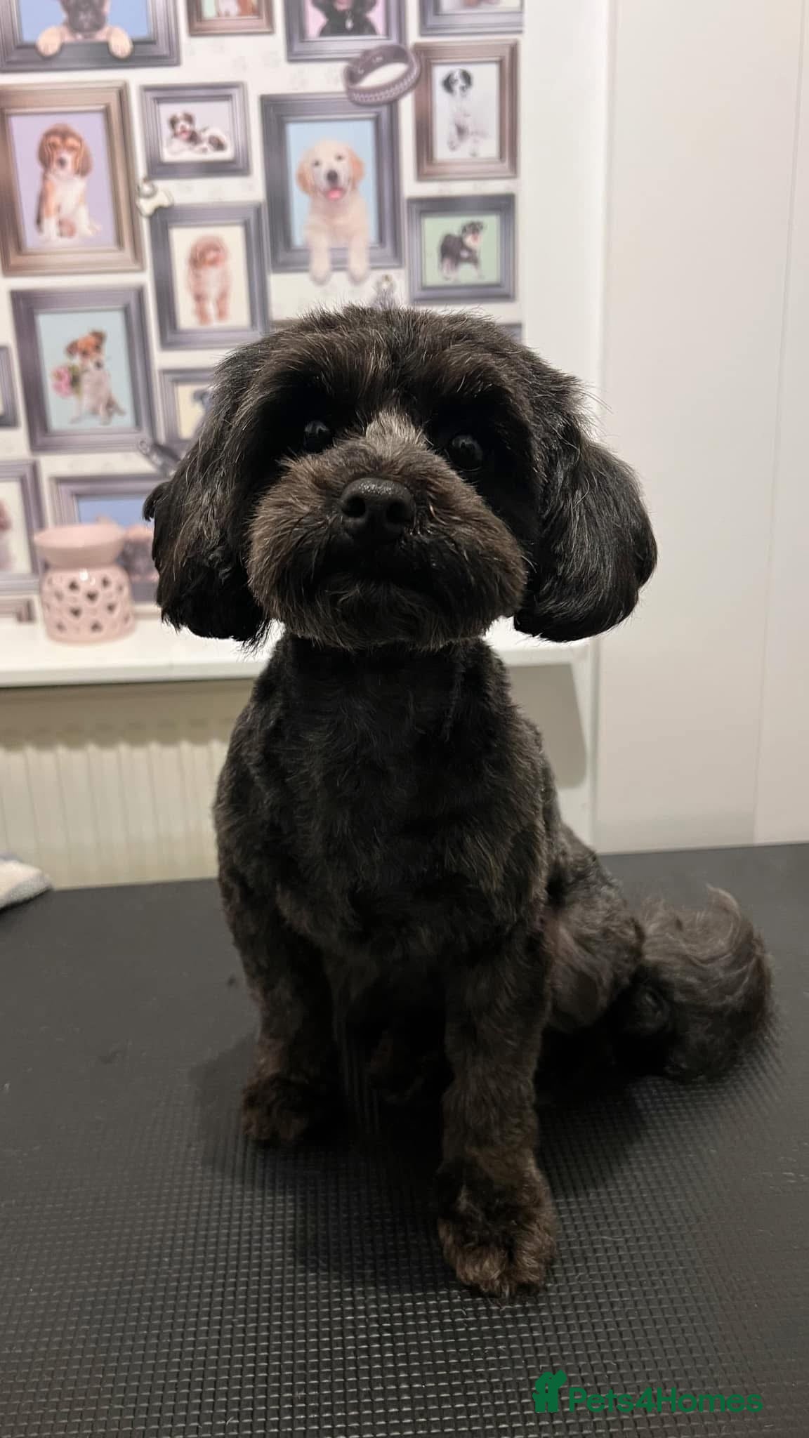 Shihpoo dogs Shihpoo puppies for sale  - Advert 5
