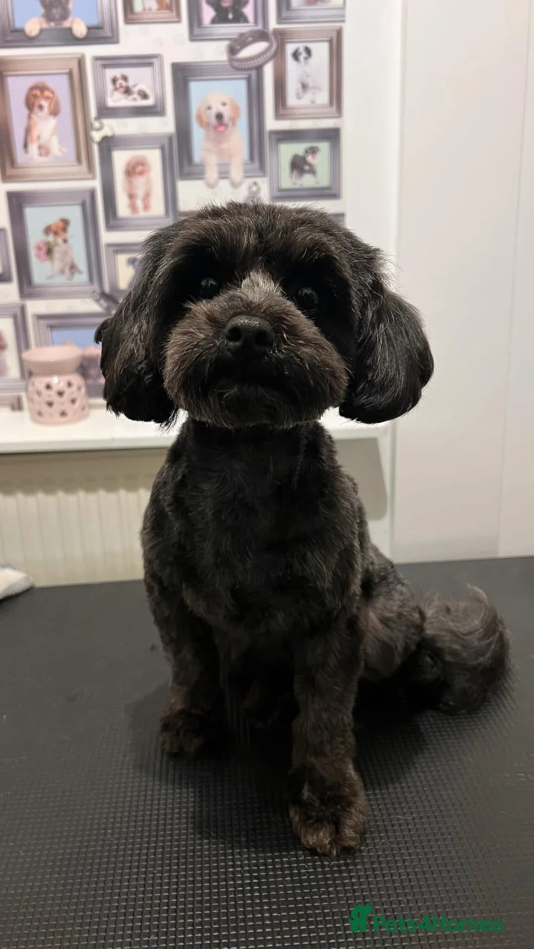 Shihpoo dogs for sale: Shihpoo puppies for sale  - Advert 1