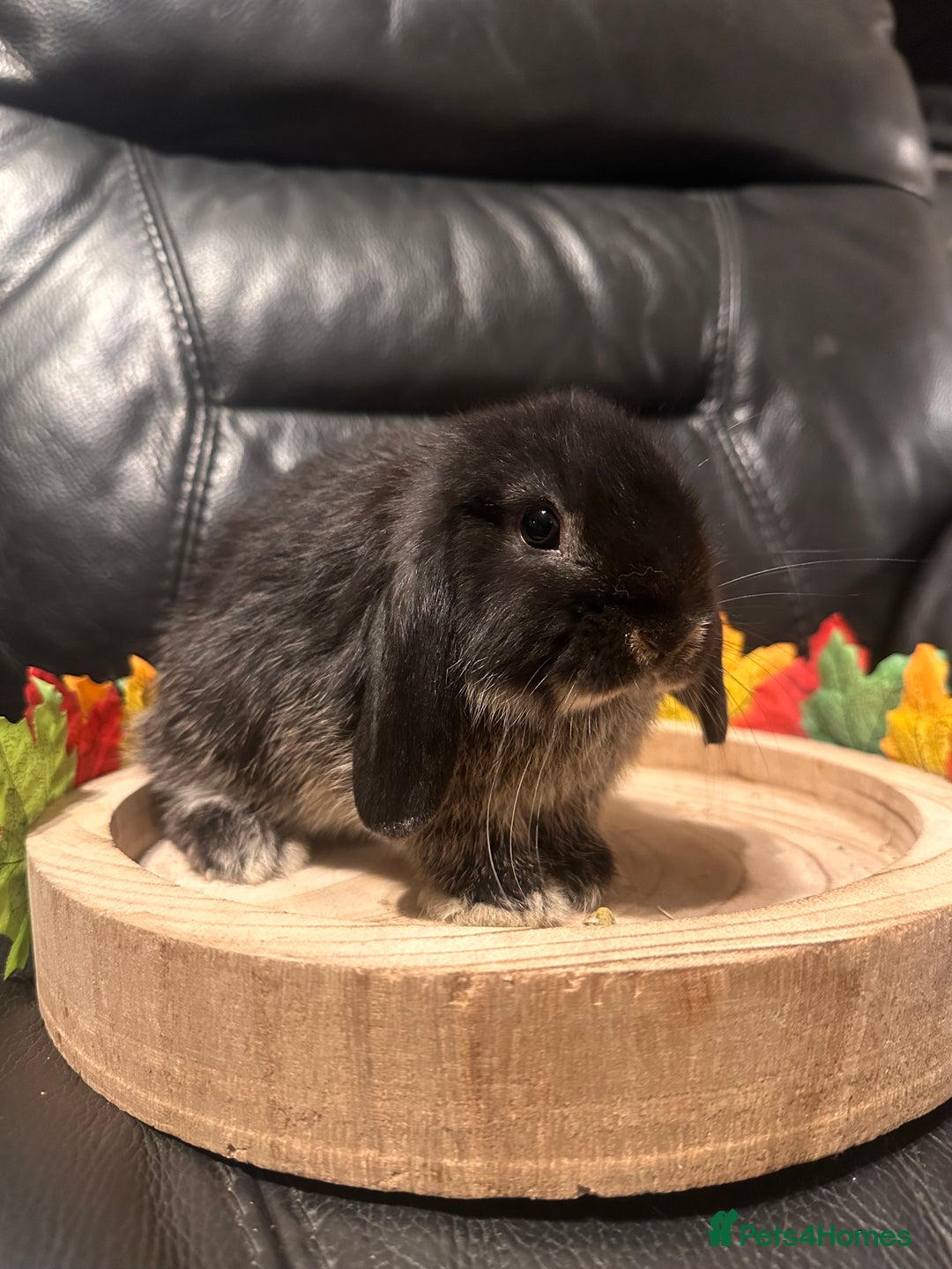 Mini Lop rabbits for sale: Baby mini lops  - Advert 7