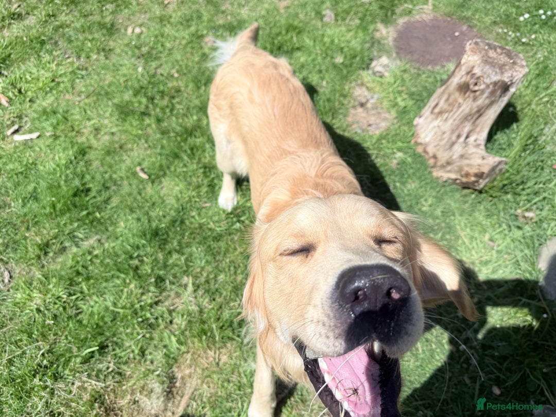 Golden Retriever dogs for stud: Dexx AKA Dexter in Oban - Image 8