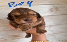 Mixed Breed dogs for sale: BEAUTIFUL CHi- SPANIEL PUPS - Image 7