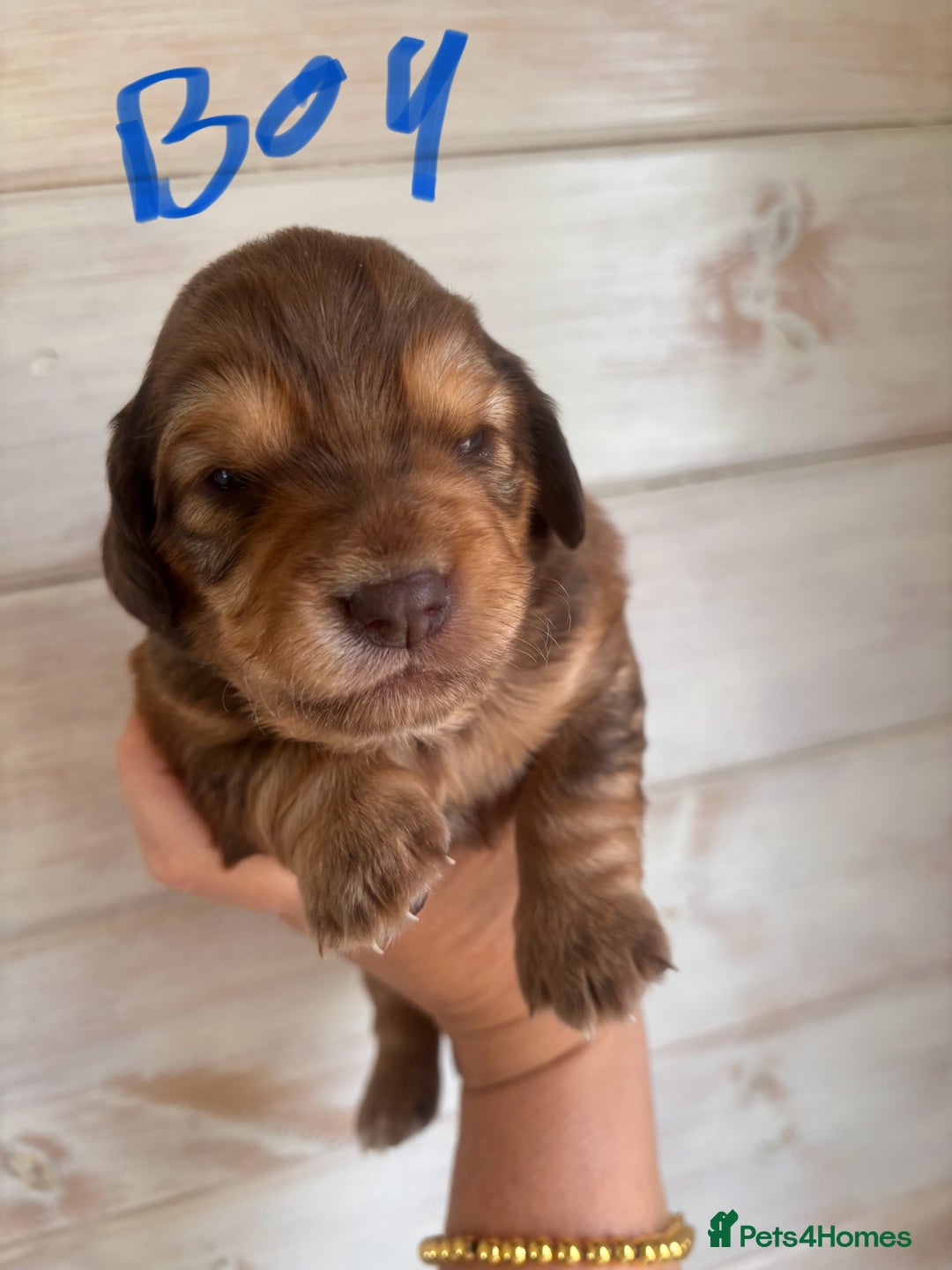 Mixed Breed dogs for sale: BEAUTIFUL CHi- SPANIEL PUPS - Image 7