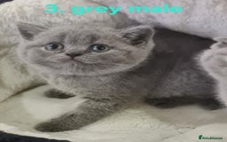 Scottish Fold cats for sale: Beautiful Scottish fold/British Shorthair Kittens! - Advert 3