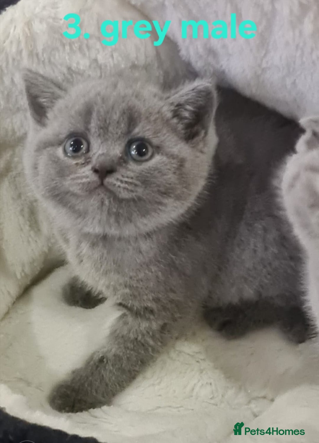 Scottish Fold cats for sale: Beautiful Scottish fold/British Shorthair Kittens! - Advert 3