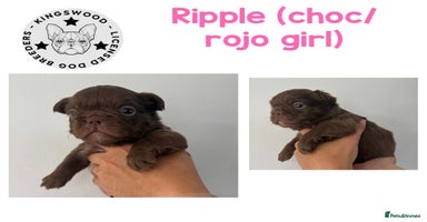 French Bulldog dogs - Advert 4