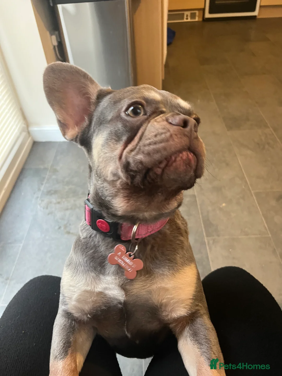 French Bulldog dogs for sale: Beautiful girl  - Advert 13