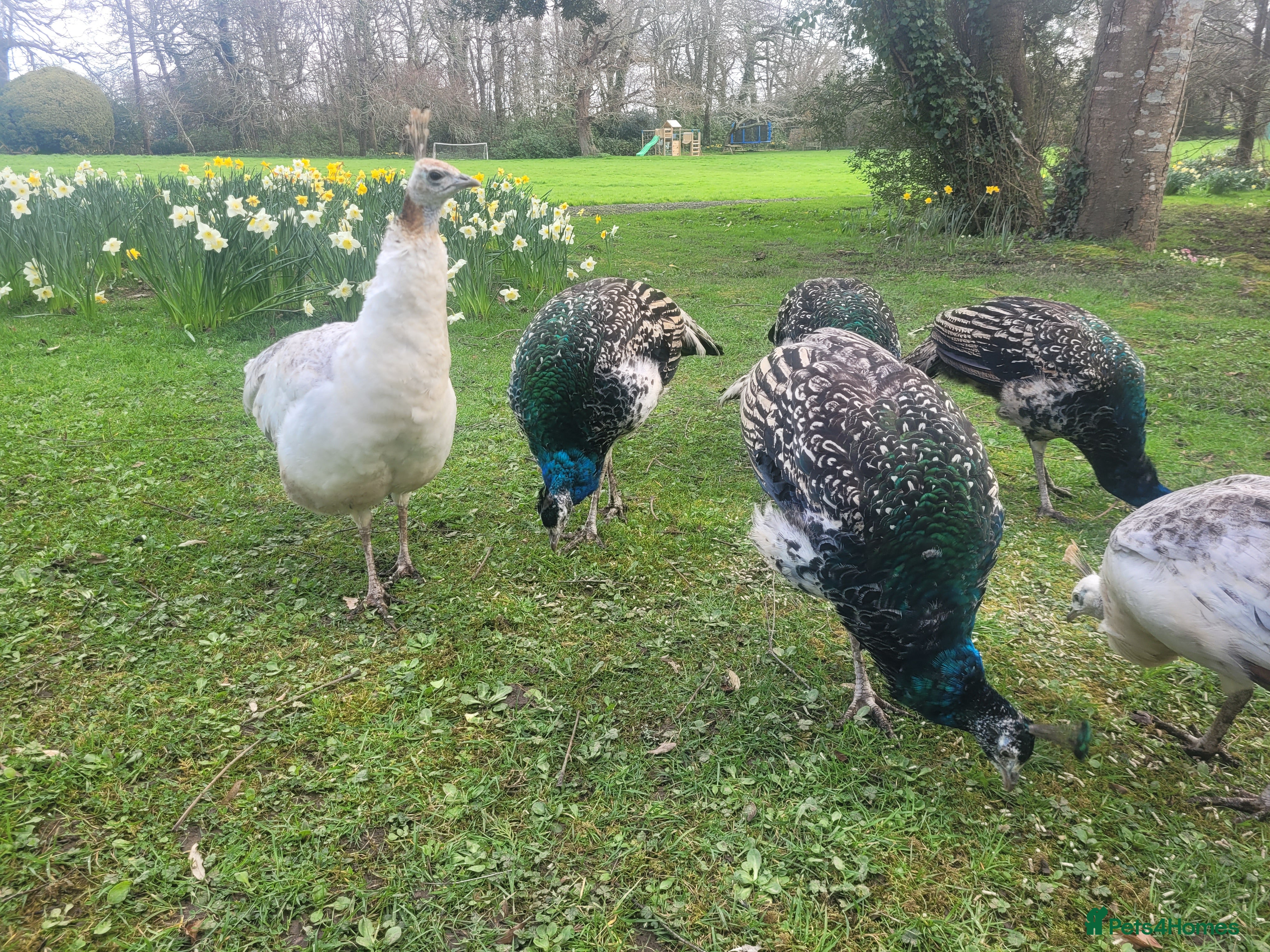 Peafowl poultry Mother and 5 Chicks - Advert 2