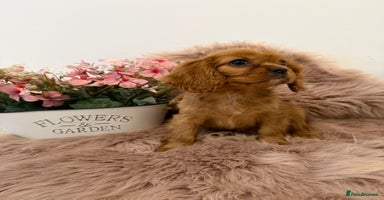 Cavalier King Charles Spaniel dogs KC Cavalier King Charles Spaniel Puppies 🧬 - Advert 4