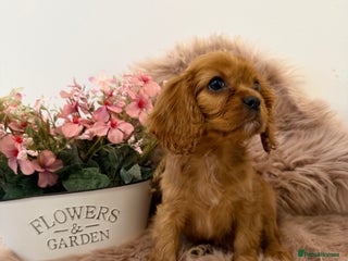 Cavalier King Charles Spaniel dogs KC Cavalier King Charles Spaniel Puppies 🧬 - Advert 1
