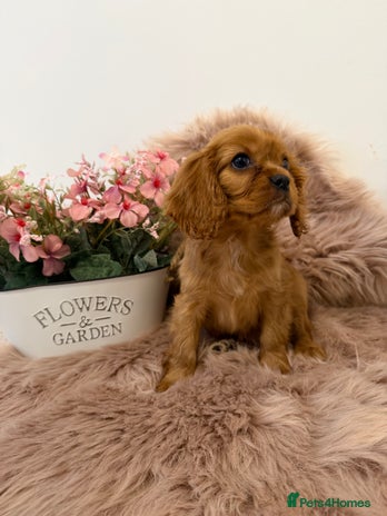 Cavalier King Charles Spaniel dogs - Advert 3