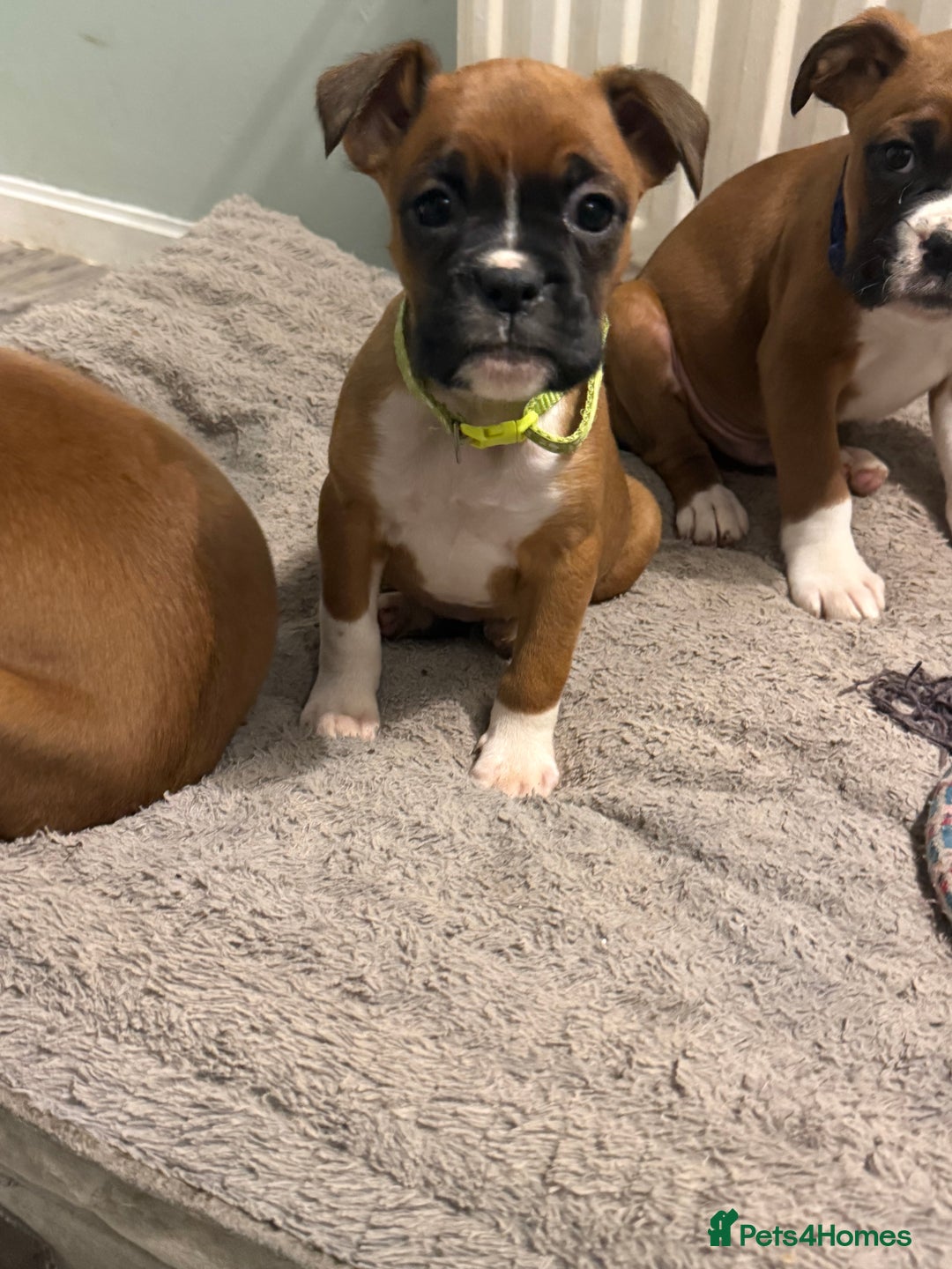 Boxer dogs for sale: Last female boxer looking for there new  home  - Advert 14