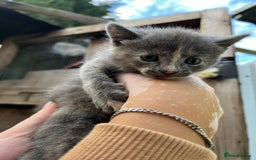 Mixed Breed cats for sale: Mixed breed Kitten’s  - Image 1