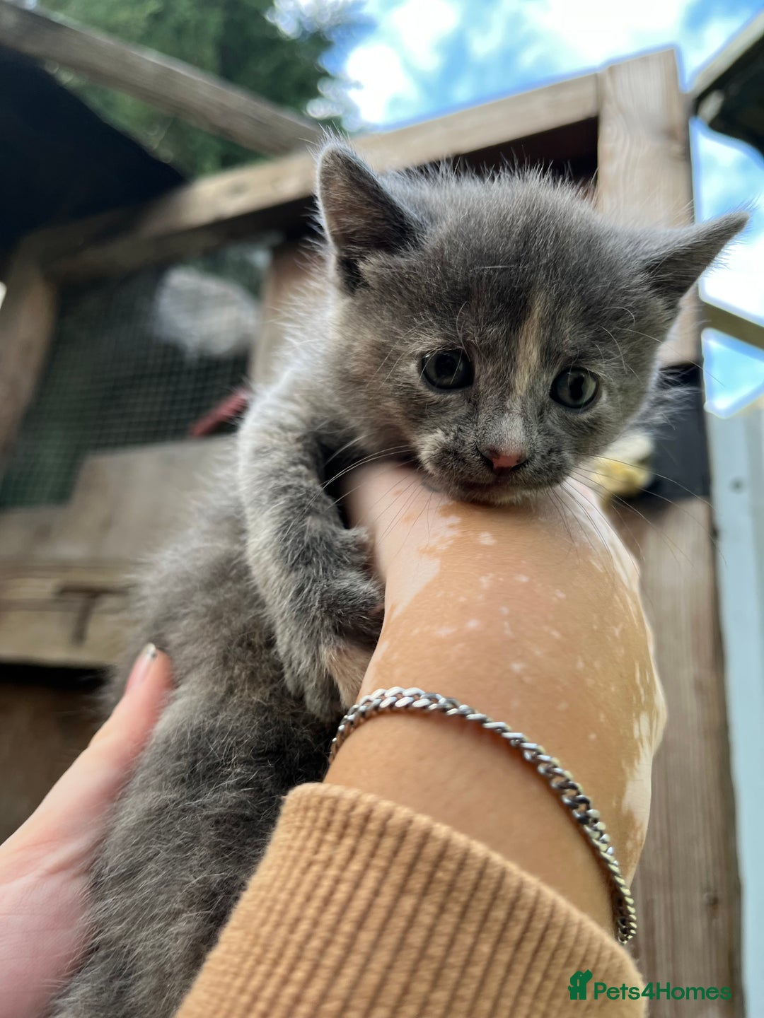Mixed Breed cats for sale: Mixed breed Kitten’s  - Image 1