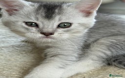 British Shorthair cats for sale: Unusual litter of British Shorthairs-read des. - Image 10