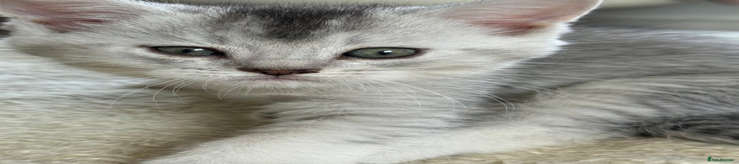 British Shorthair Kitten 1