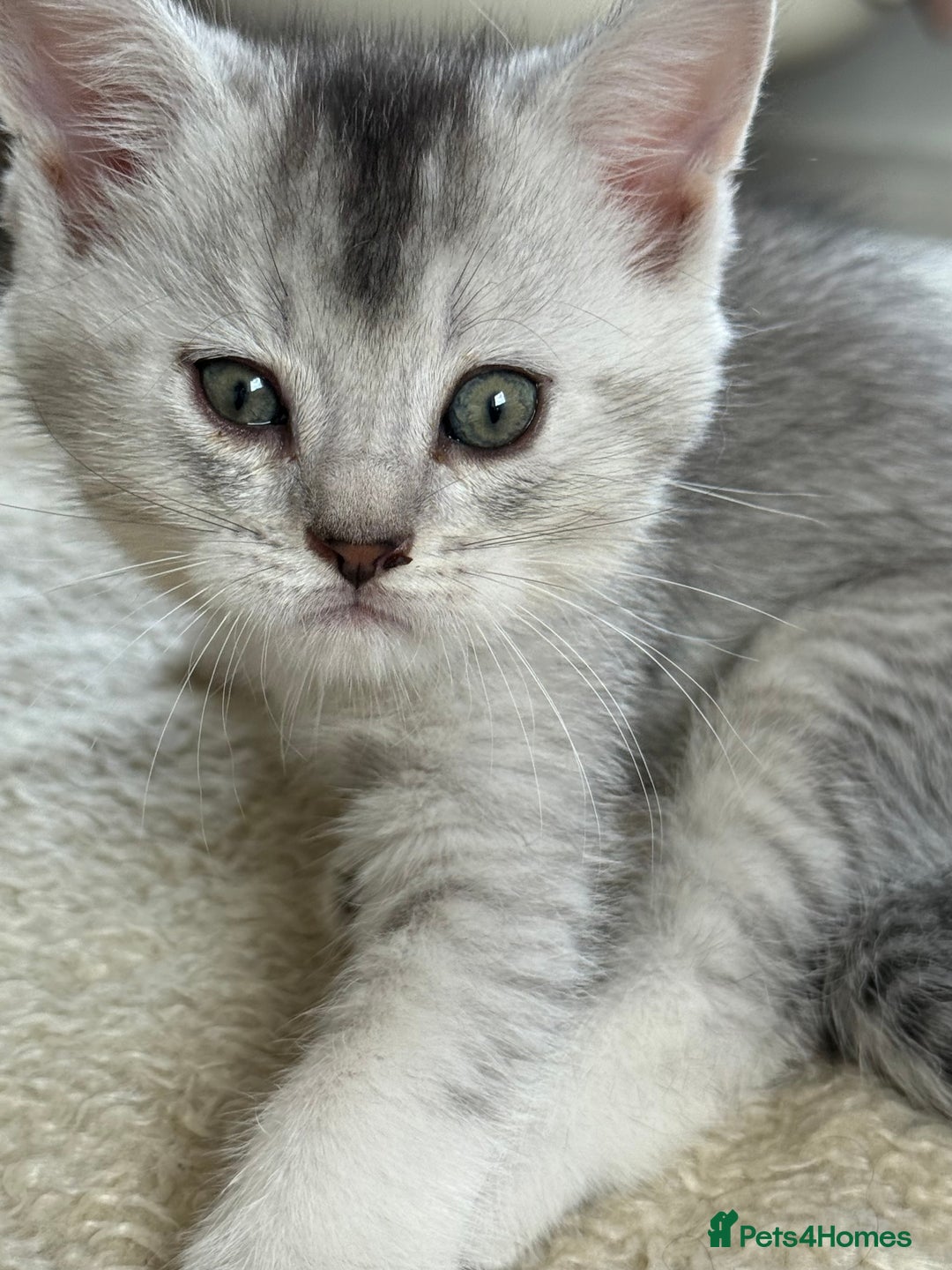 British Shorthair cats for sale: Unusual litter of British Shorthairs-read des. - Image 10