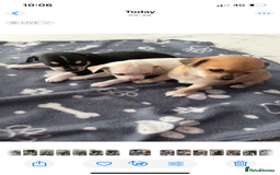 Chihuahua dogs for sale: Chihuahua Puppy 3 - 2 boy, 1 girl  chihuahua  - Image 26