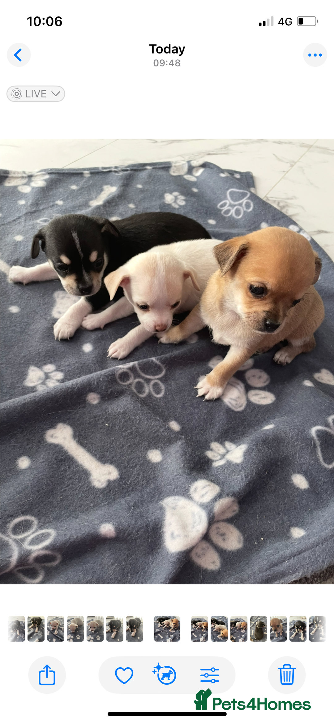 Chihuahua dogs for sale: Chihuahua Puppy 3 - 2 boy, 1 girl  chihuahua  - Image 26