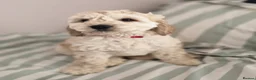 Cockapoo dogs for sale: READY NOW F1 Cockapoo boys  - Advert 11