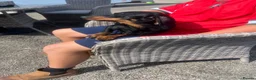 Dachshund dogs for sale: Dachshund puppies  - Advert 2