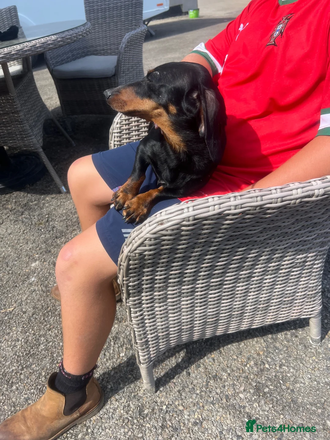 Dachshund dogs for sale: Dachshund puppies  - Advert 2
