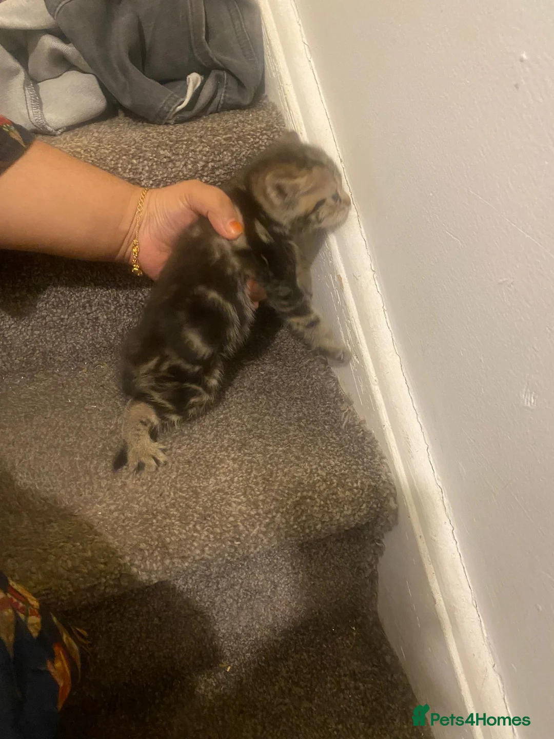 Mixed Breed cats for sale: Kittens for sale (3 available) in Cambridge - Advert 4