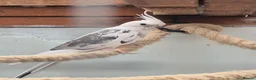 Cockatiels birds for sale: White face male  in Blackpool - Advert 4