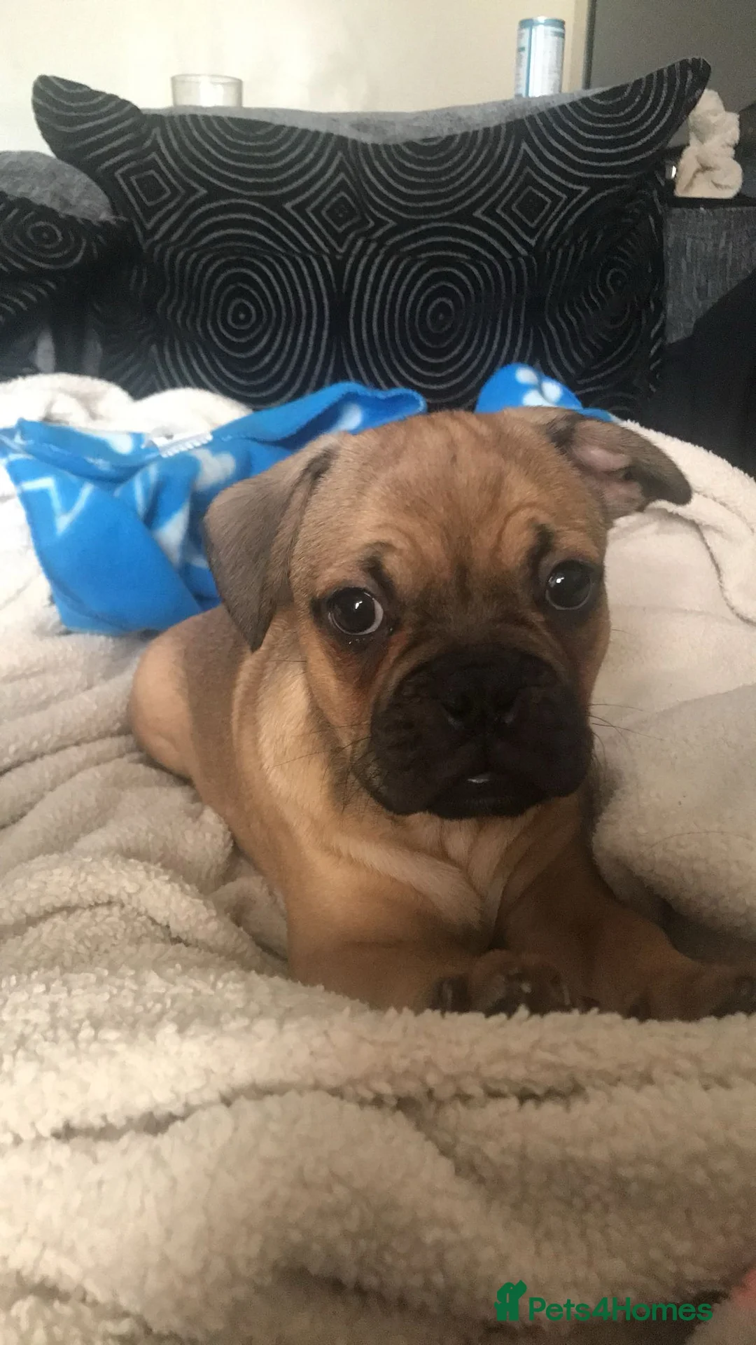 Frug dogs for stud: Rocco the Frug in Bridgwater - Advert 9