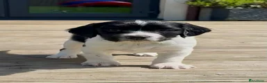 Mr Green Puppy 1