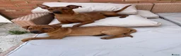 Mixed Breed dogs for sale: Stunning playful puppies  - Advert 3