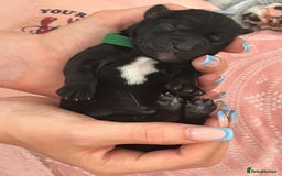 Cockerdor dogs for sale: Cockador Puppies for sale - Image 12