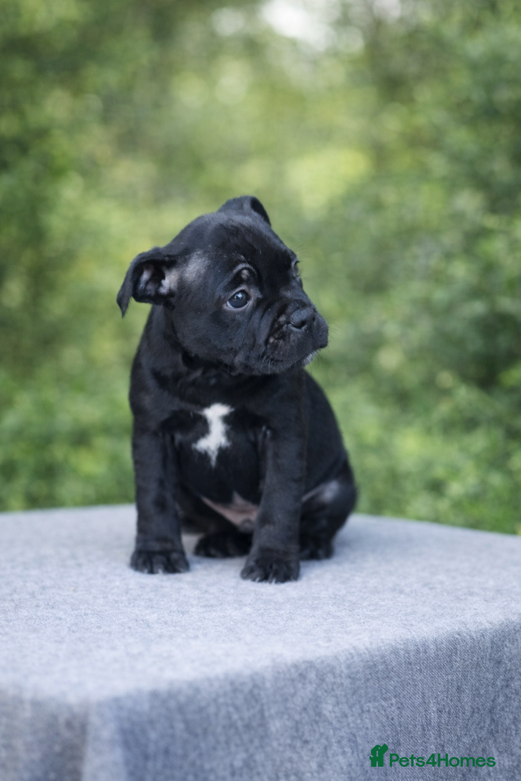 Staffordshire Bull Terrier dogs VALGO TOP GUN PUPPIES NOW AVAILABLE WOW 😍  - Advert 17