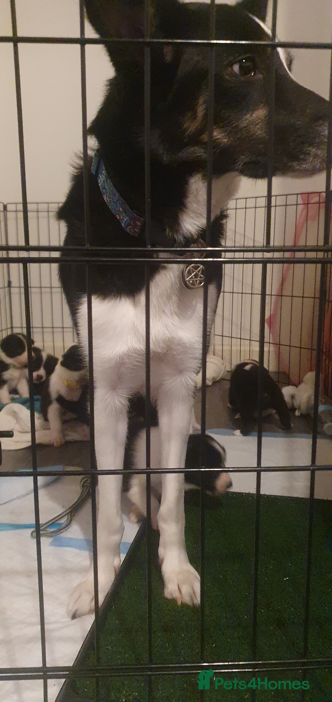 Border Collie dogs for sale: Border Collie puppies - Advert 6