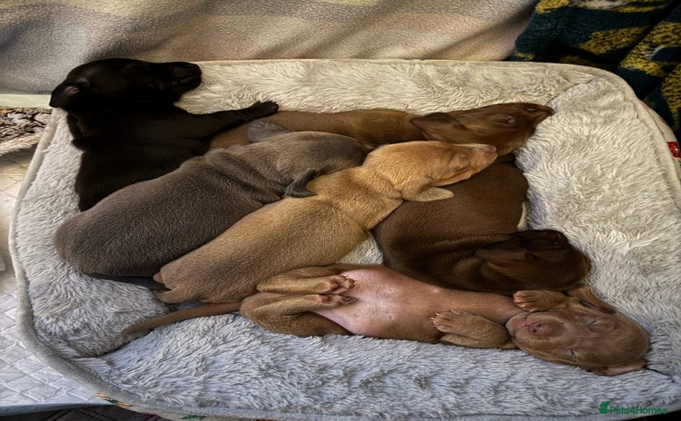 Miniature Dachshund dogs - Advert 3