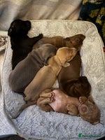 Miniature Dachshund dogs - Advert 1