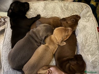 Miniature Dachshund dogs - Advert 28