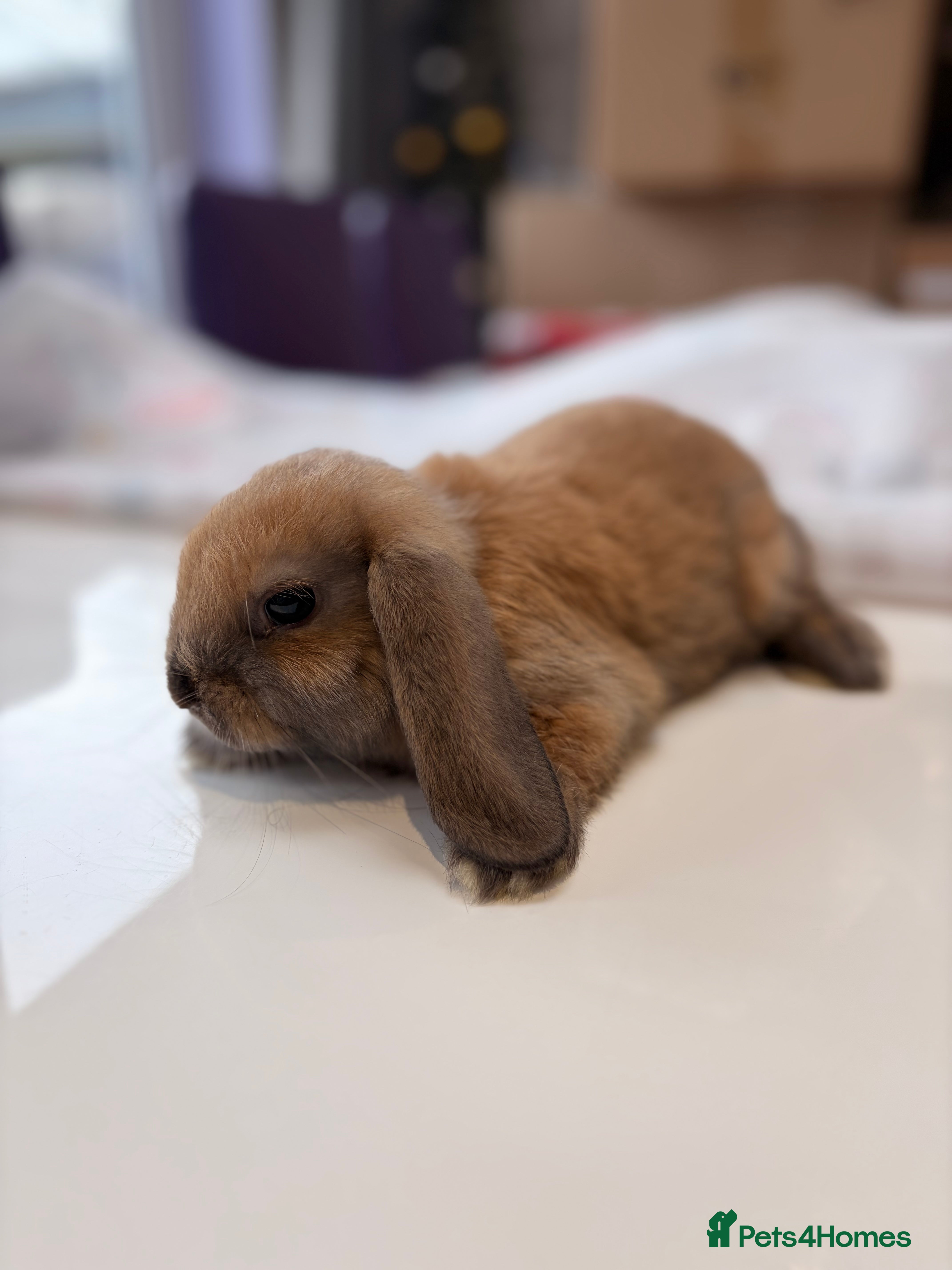 Mini Lop rabbits Pure Mini Lop Rabbit - Advert 18