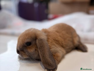 Mini Lop rabbits Pure Mini Lop Rabbit - Advert 18