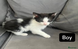 British Shorthair cats for sale: Four kittens  - Image 3