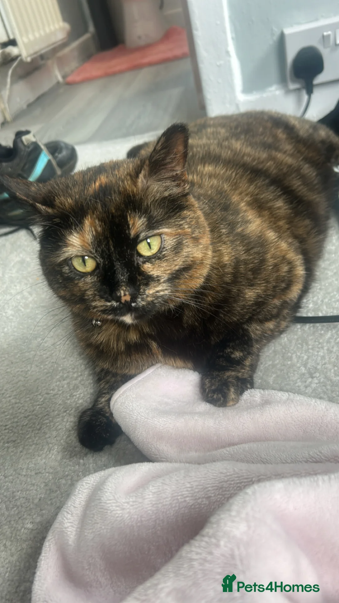 Mixed Breed cats for sale: Animal in Falkirk - Advert 1