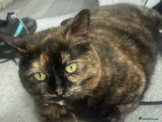 Mixed Breed cats Animal - Advert 4