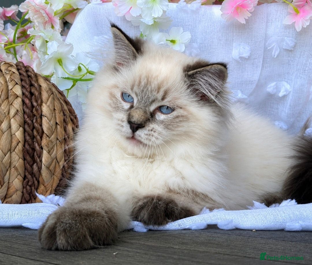 Ragdoll cats 2 Boys Left TICA-Registered – Floppy & Loving - Advert 2