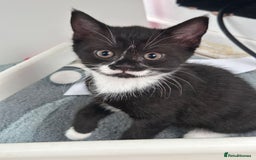 Mixed Breed cats for sale: 2 girls and 1 boy Half British shorthair kittens - Image 5