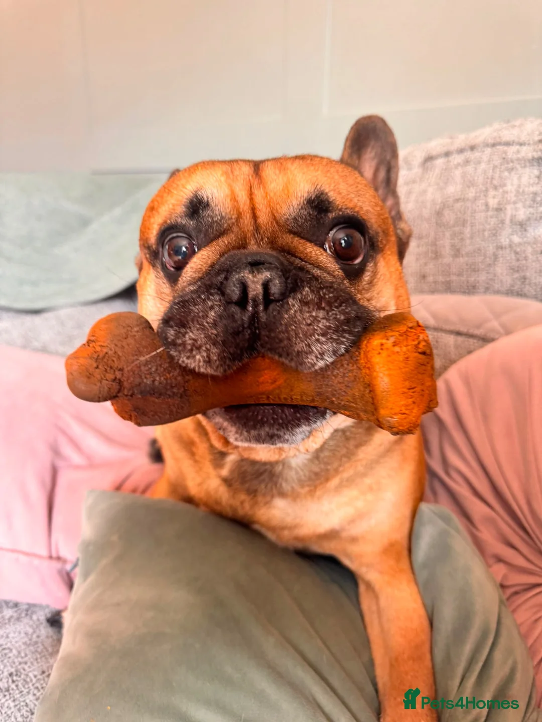 French Bulldog dogs for sale: Rocco in Wakefield - Advert 4
