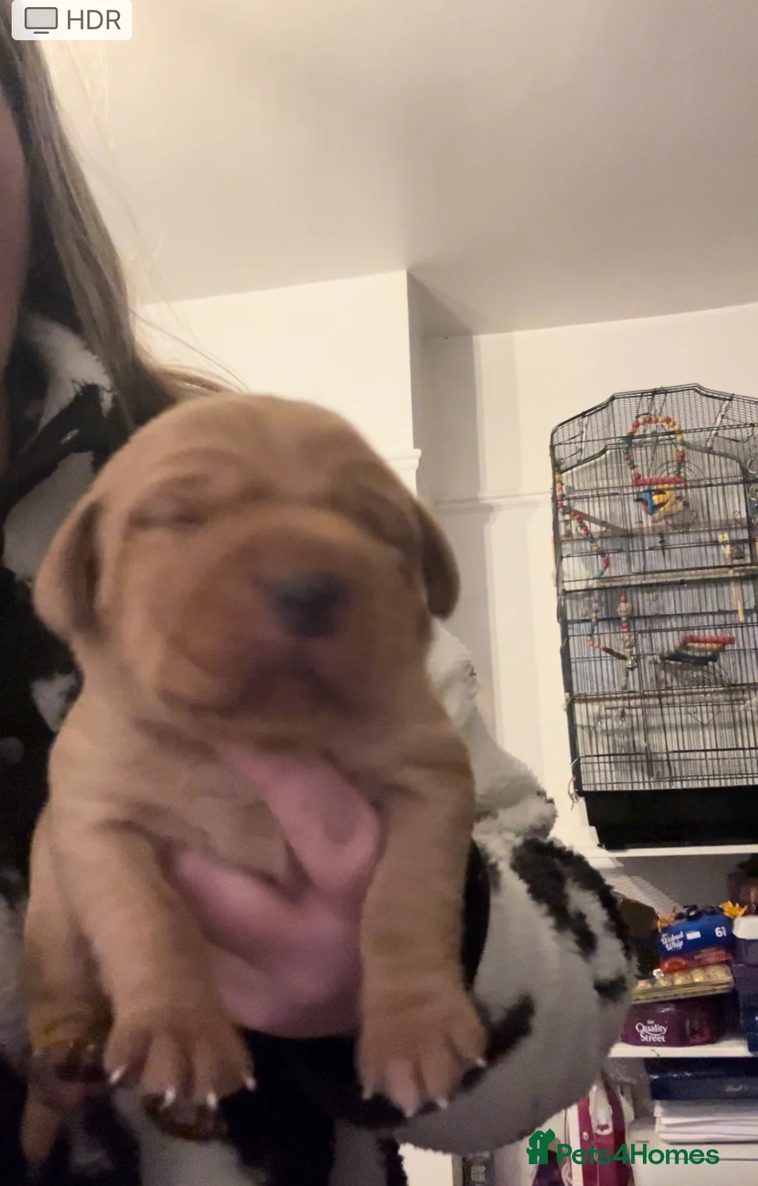 Labrador Retriever dogs for sale: Fox red lab pups for sale  - Advert 11
