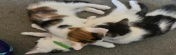 Mixed Breed cats for sale: 6 adorable kittens - Advert 9