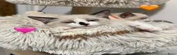 Ragdoll cats for sale: Looking for perfect furry companion? - Advert 24